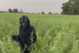Навіщо індійський фермер ходить полями в костюмі ведмедя