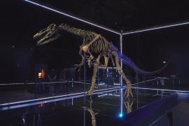 Перший у Данії музей динозаврів дивує гостей унікальними скам’янілостями