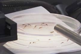 Новий засіб від комарів із великим радіусом дії розробили в Ізраїлі