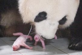 Панди-близнюки вперше народились у зоопарку Південної Кореї