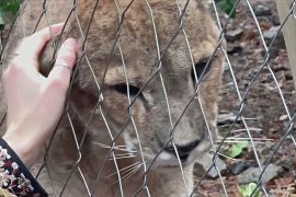 Притулок у лісовій глушині в Чилі рятує диких тварин