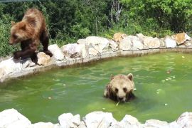 Як ведмедям допомагають охолонути в 40-градусну спеку в заповіднику Косова