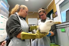 Орнітологічний центр у Швейцарії рятує птахів, які постраждали від спеки