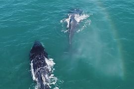 Бразильські волонтери допомагають науковцям спостерігати за горбатими китами