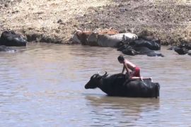 У Туреччині буйволи рятуються від спеки у ставках