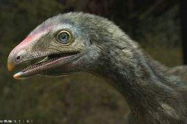 Новий вид доісторичної тварини відкрили в Бразилії