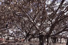 Баньянове дерево на гавайському острові Мауї після пожежі «впало в кому»
