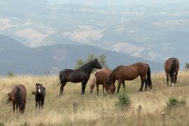 Сербія: як фермер допомагає здичавілим коням