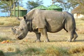2000 носорогів випустять у дику природу