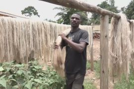 Угандійський стартап заробляє на бананових стеблах