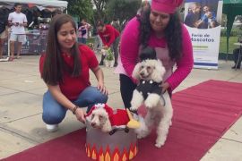 Найкраще вбрання для Гелловіну: у Перу пройшов конкурс серед собак