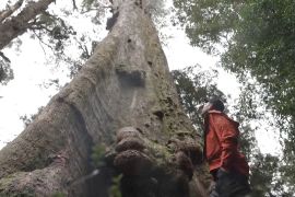 Як туризм урятує найвищі дерева Австралії