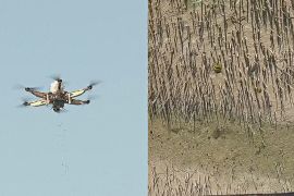 Як дрони допомагають садити мангрові ліси в Абу-Дабі