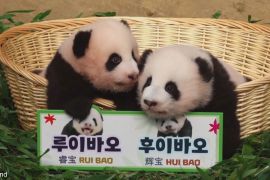 У Південній Кореї обрали імена для панд-близнюків