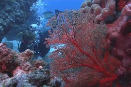 Навіщо науковці посадили корали на жирову дієту