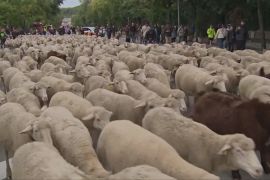 Отари овець та кіз заполонили центр Мадрида
