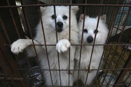 У Південній Кореї заборонять їсти собак