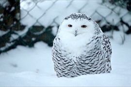 -40°C та півтора метра снігу: які тварини витримують клімат зоопарку в Лапландії