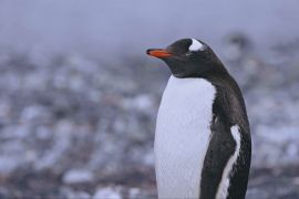 Тисячі разів на день: як сплять пінгвіни, з’ясували під час дослідження
