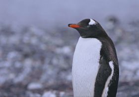 Тисячі разів на день: як сплять пінгвіни, з’ясували під час дослідження