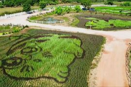 Сплячі котики та рибки з’явилися на рисовому полі в Таїланді