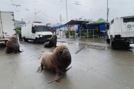 Як морські леви та чайки протестували в Чилі разом із рибалками