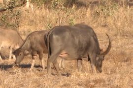 В Австралії почали спостерігати з космосу за чужорідними буйволами