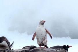 В Антарктиці помітили рідкісного білого пінгвіна
