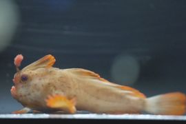 В Австралії успішно розводять рідкісних риб із «руками»