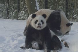 Як панди граються на снігу в зоопарку у Бельгії