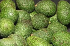 Більше, але дрібніші: урожай авокадо в Марокко цьогоріч може встановити рекорд
