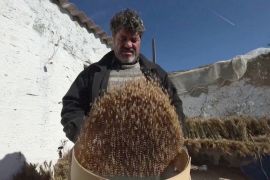 Туніський фермер сіє пшеницю старих сортів, сподіваючись урятувати сільське господарство