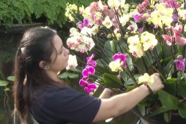 Екзотичному Мадагаскару присвятили фестиваль орхідей у Садах К’ю в Лондоні
