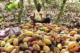 Світові ціни на какао б’ють рекорди