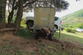 Як в Іспанії вирішують конфлікт між рідкісними ведмедями та людьми