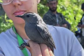 Кубинські біологи розгадують таємниці міграції птахів із Північної Америки