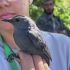 Кубинські біологи розгадують таємниці міграції птахів із Північної Америки