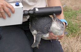 Як пінгвінів захищають від пожеж на австралійському острові Філіпп