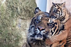 Смугастий дебютант: тримісячне тигреня показали публіці в зоопарку в Римі