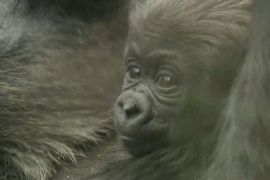 У Лондонському зоопарку підростає дитинча рідкісної рівнинної горили
