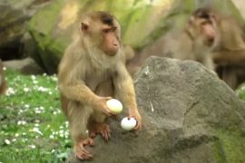 Полювання за яйцями: великодню розвагу підготували для мешканців зоопарку в Німеччині