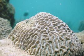 Личинки коралів збирають біля берегів Таїланду, щоб урятувати рифи