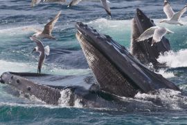 Як співають кити: данські вчені виявили спеціальний орган