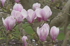 Фестиваль «Звуки цвітіння» починається в Ботанічних садах К’ю в Лондоні