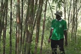 В Уганді фермери переходять на вирощування бамбука