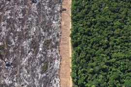 Темпи зменшення площі тропічних лісів у світі 2023 року сповільнилися