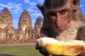 Як у популярному туристичному місті Таїланду справляються з мавпячим свавіллям