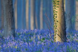 Килим із дзвіночків знову прикрасив «Синій ліс» у Бельгії
