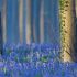 Килим із дзвіночків знову прикрасив «Синій ліс» у Бельгії