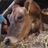 Свобода: у Данії поспішають подивитися на корів, що скачуть від радості